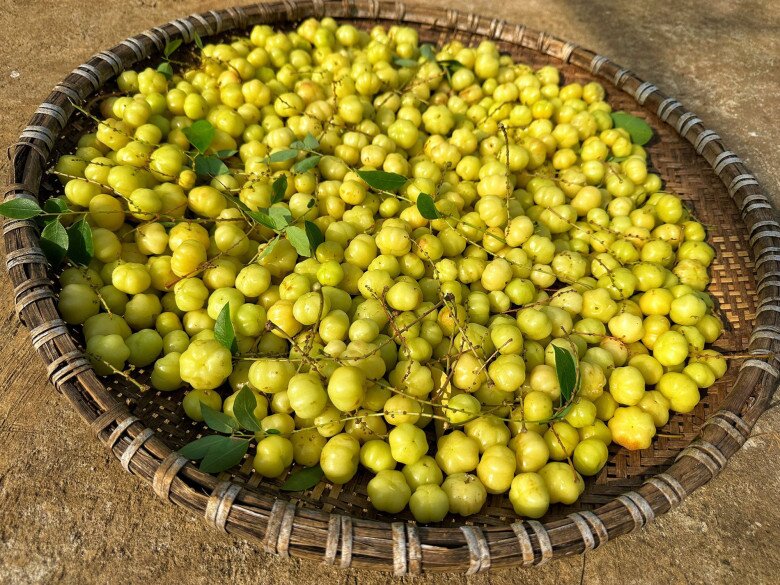 Thứ quả tên như nội tạng nhưng là tuổi thơ của nhiều người: Ăn đều cho tóc bóng da sáng, ai nhìn cũng khen trẻ lâu - 2