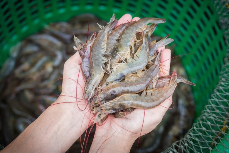 Bảo quản tôm đừng cho luôn vào tủ lạnh, thêm bước nữa để cả năm vẫn tươi ngon, không teo tóp hay khô bở - 1