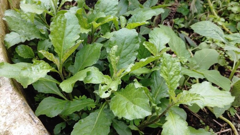 Cây này nghe tên lạnh cả gáy, xưa cho lợn ăn nay thành đặc sản, có tiền chưa chắc đã mua được, nấu thành đủ món ngon - 1