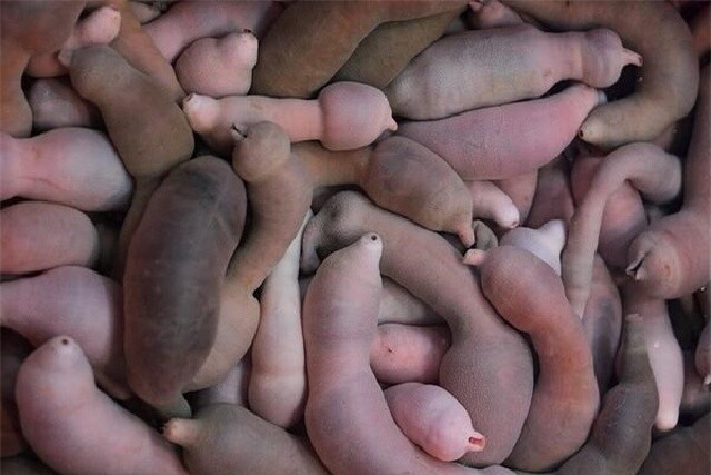 Đặc sản có tên "ngượng đỏ mặt", toàn thân không xương, ăn sống hay chín đều được, giá khoảng 200.000 đồng - 1