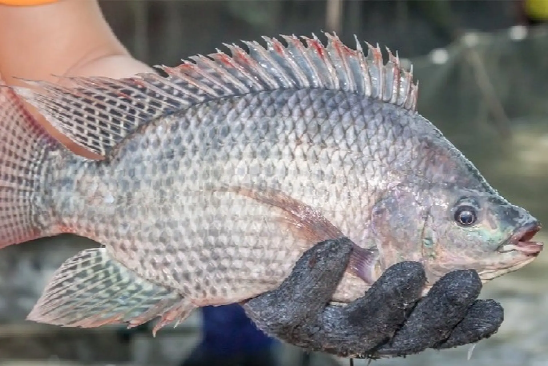 Loại cá dân dã của Việt Nam được ví như “cá hồi thịt trắng”, đạm gấp 7 lần sữa, giá siêu rẻ nấu thế này ăn không thừa một miếng - 1