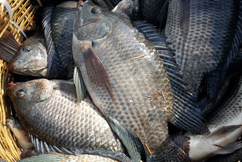 Loại cá dân dã của Việt Nam được ví như “cá hồi thịt trắng”, đạm gấp 7 lần sữa, giá siêu rẻ nấu thế này ăn không thừa một miếng - 2