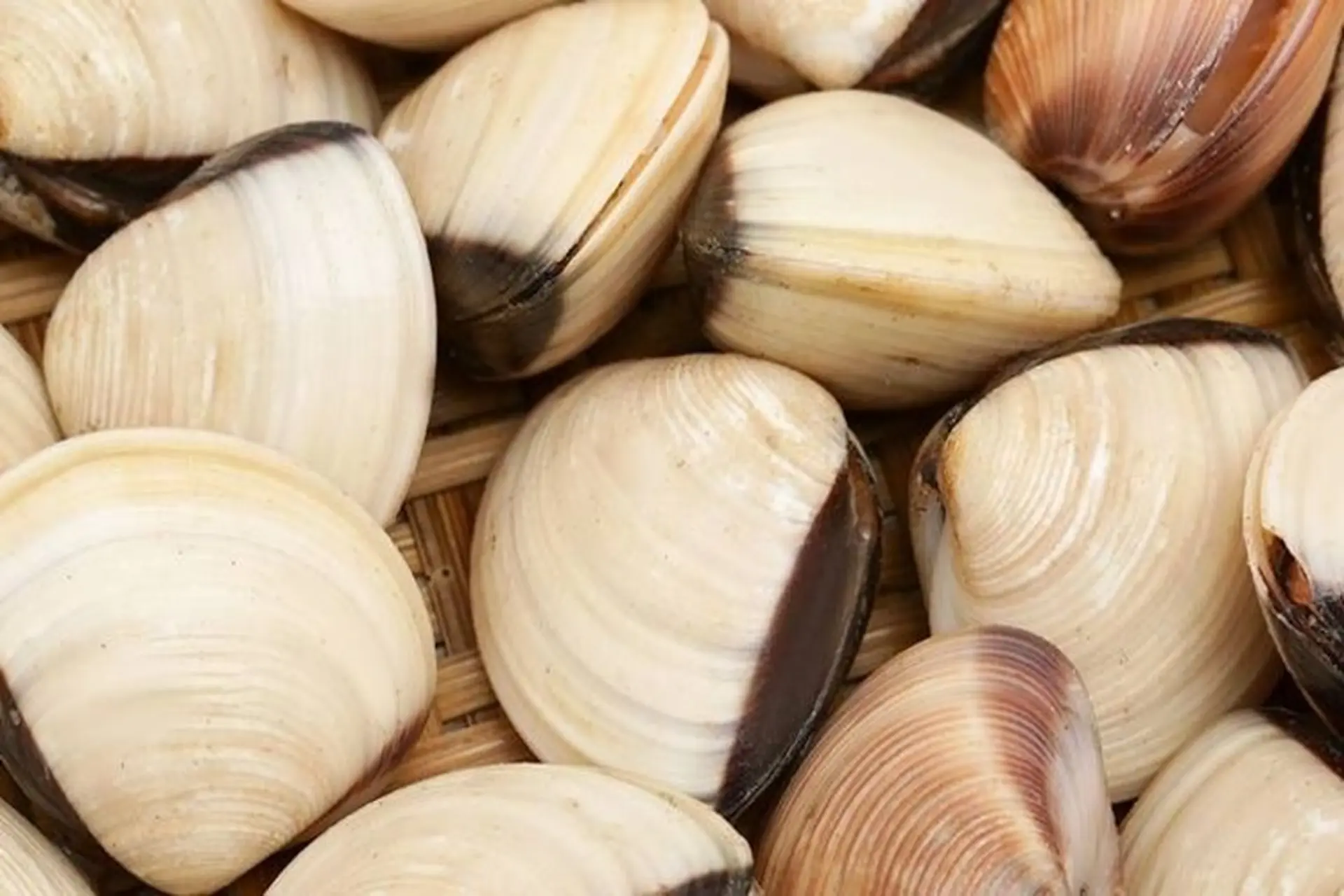 Ngao mua về không kịp ăn hết, nhớ làm điều này ngao sẽ tươi lâu, không teo quắt mà vẫn mọng ngọt như mới mua về - 1