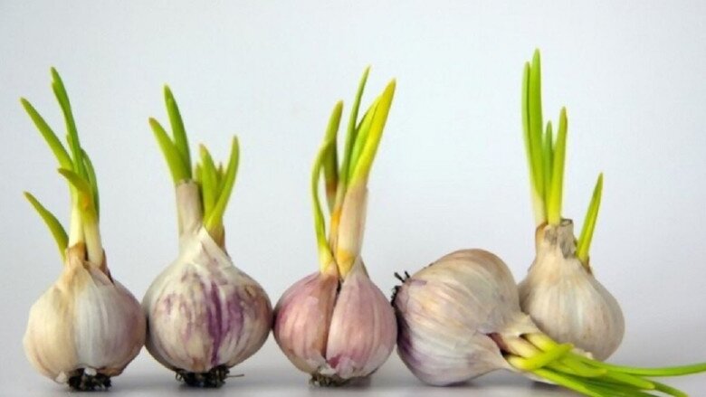 Tỏi bán đầy chợ nhưng có 4 củ này đừng mua, đầu bếp nhắc "trời nồm ẩm" này nhớ làm ngay nhé! - 1