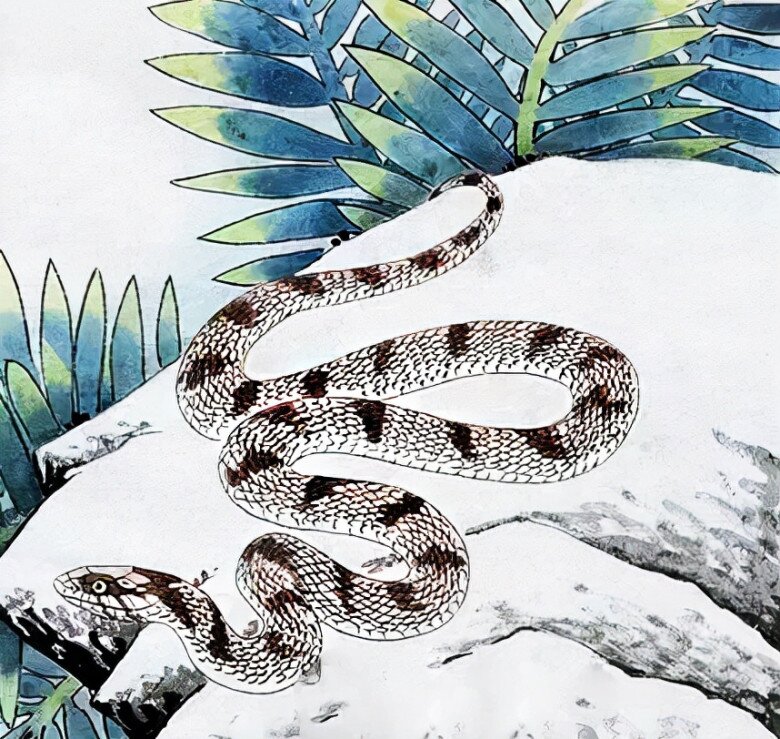 Tử vi tuần mới 8-14/12: Dần tiền tài suôn sẻ, Tý có quý nhân dẫn đường - 3