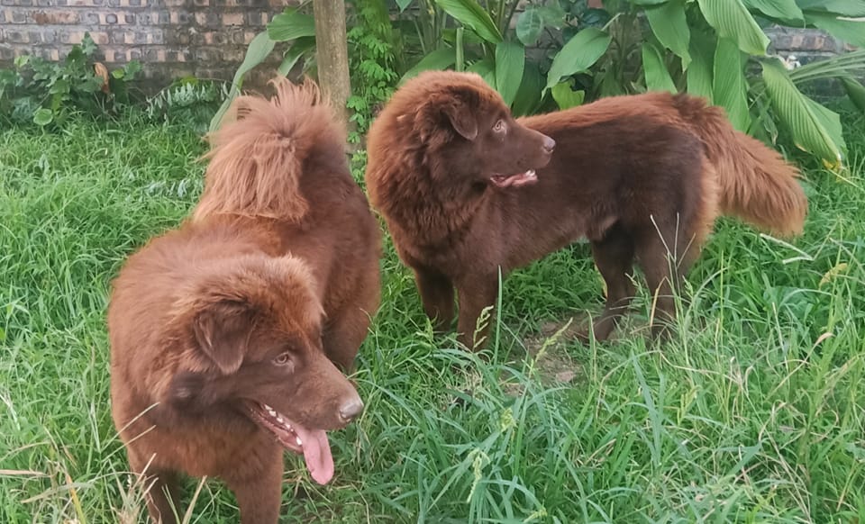 Tứ đại quốc khuyển Việt Nam nổi tiếng thông minh, có con góp sức trong cuộc khởi nghĩa Lam Sơn của vua Lê Lợi - 3