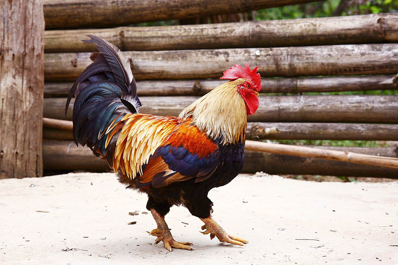 7 giống gà cảnh càng gần Tết càng đắt hàng, có loại "quý tộc" từng là cống phẩm tiến Vua, giá 100 triệu đồng/cặp  - 4