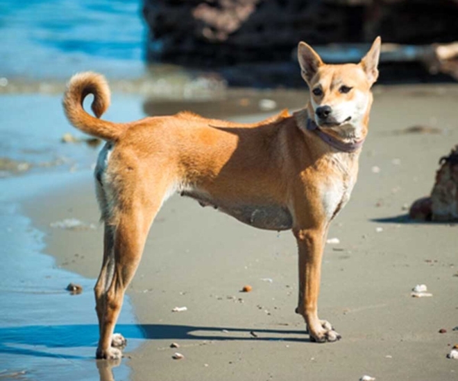 Tứ đại quốc khuyển Việt Nam nổi tiếng thông minh, có con góp sức trong cuộc khởi nghĩa Lam Sơn của vua Lê Lợi - 1