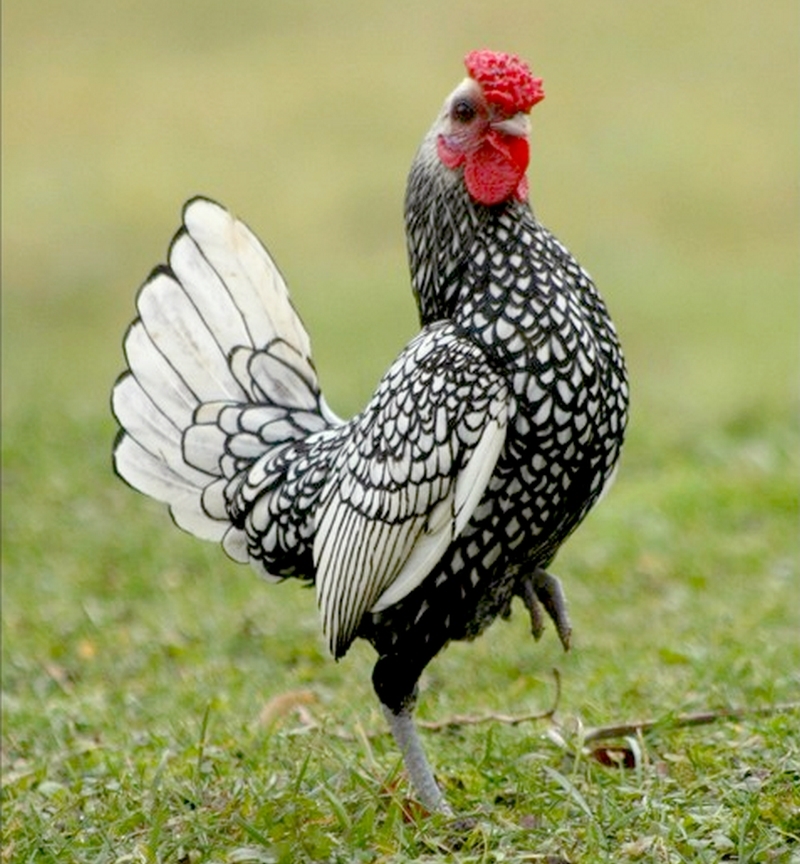 7 giống gà cảnh càng gần Tết càng đắt hàng, có loại "quý tộc" từng là cống phẩm tiến Vua, giá 100 triệu đồng/cặp  - 7