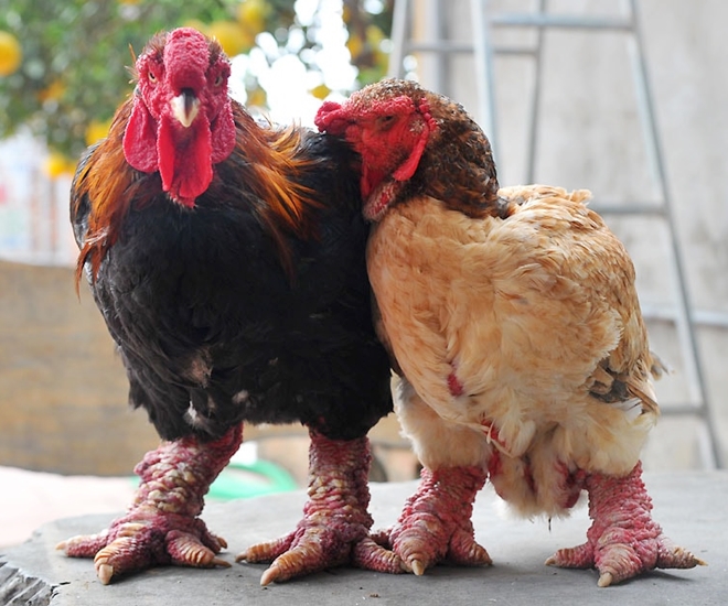 7 giống gà cảnh càng gần Tết càng đắt hàng, có loại "quý tộc" từng là cống phẩm tiến Vua, giá 100 triệu đồng/cặp  - 1
