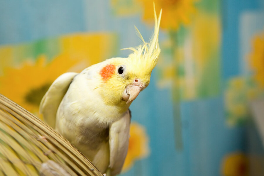 4 loài thú cưng dành cho các “sen tập sự”, dễ chăm sóc không ồn ào, có con giá chỉ vài trăm nghìn đồng - 4