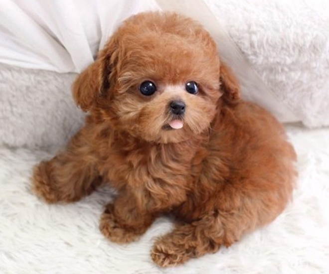 4 loài thú cưng dành cho các “sen tập sự”, dễ chăm sóc không ồn ào, có con giá chỉ vài trăm nghìn đồng - 1