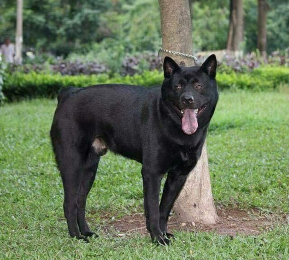 Tứ đại quốc khuyển Việt Nam nổi tiếng thông minh, có con góp sức trong cuộc khởi nghĩa Lam Sơn của vua Lê Lợi - 2