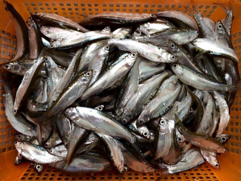 Loài cá bé bằng ngón tay xưa đầy phải đem cho lợn ăn, nay thành phơi khô thành đặc sản giá đến 300.000 đồng/kg - 2