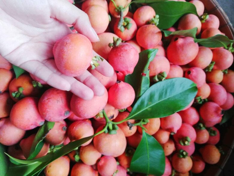 Loại quả màu hồng bắt mắt vừa lạ vừa quen xưa rụng thối gốc không ai nhặt nay thành đặc sản bán hết veo - 2