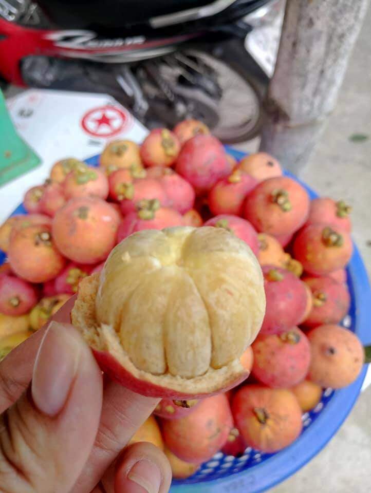 Loại quả màu hồng bắt mắt vừa lạ vừa quen xưa rụng thối gốc không ai nhặt nay thành đặc sản bán hết veo - 4