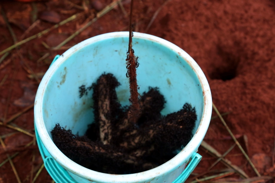 Loài vật nhìn đã rùng mình nay là đặc sản Đồng Nai dân sành ăn thích mê, cách săn bắt độc lạ chỉ dân chuyên biết - 3