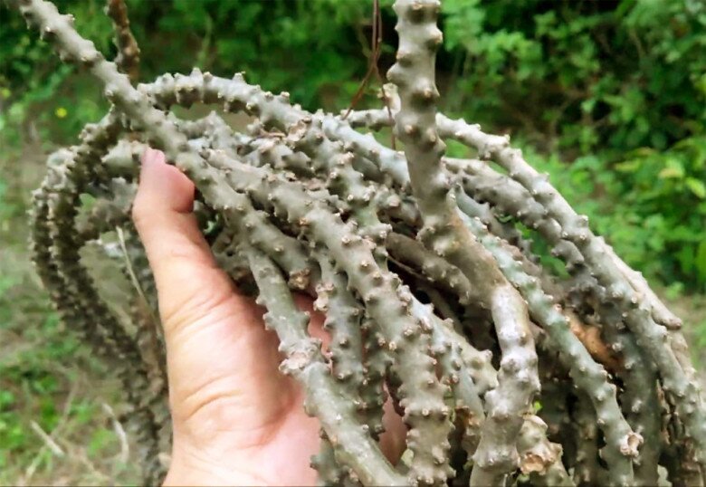 Hàng loạt TikToker thử thách ăn món &#34;đắng nhất Việt Nam&#34;: Hầu hết đều nhăn mặt và nhổ bỏ ngay lập tức - 3