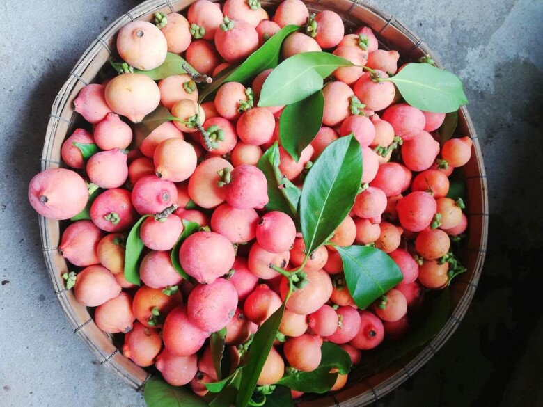 Loại quả màu hồng bắt mắt vừa lạ vừa quen xưa rụng thối gốc không ai nhặt nay thành đặc sản bán hết veo - 3