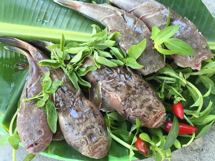 Loài cá có tên nghe đã thấy &#34;sang chảnh&#34; là đặc sản xưa chỉ để tiến vua, ngoại hình xấu &#34;đau đớn&#34; nhưng vị ngon vượt trội - 3