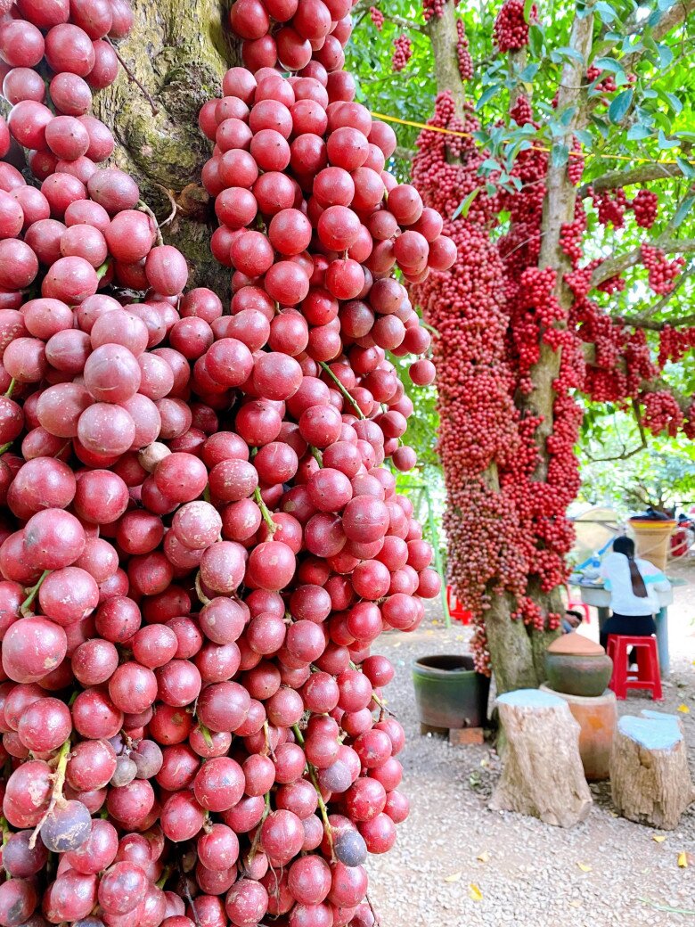 Loại quả màu đỏ mọc chi chít từ cành xuống thân là đặc sản Đắk Lắk, vị ngon ngọt ai ăn một lần là &#34;nghiện&#34; - 2