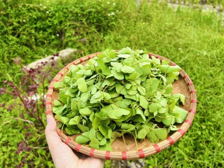 Thứ rau mọc bờ bụi phải nhổ bỏ như cỏ dại nay thành đặc sản chị em lùng mua, nấu canh cua thì ngon hơn "sơn hào hải vị" - 5