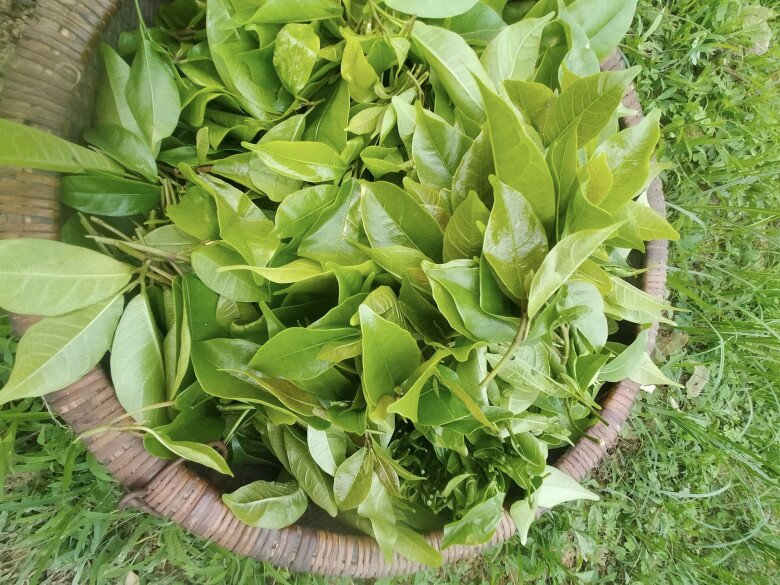 Thứ lá càng hái càng mọc, tưởng chỉ mọc dại trong rừng nay thành đặc sản xuất hiện ở nhà hàng nhờ vị ngọt bùi độc lạ - 3