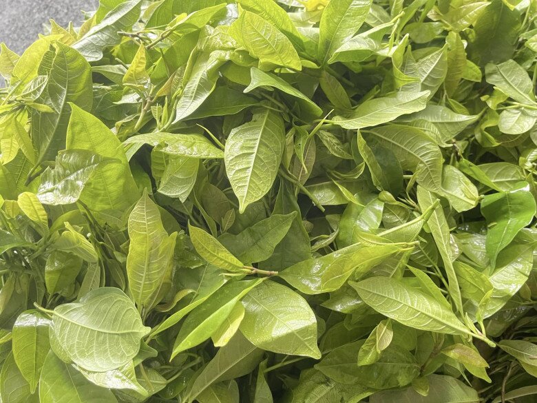 Thứ lá càng hái càng mọc, tưởng chỉ mọc dại trong rừng nay thành đặc sản xuất hiện ở nhà hàng nhờ vị ngọt bùi độc lạ - 2