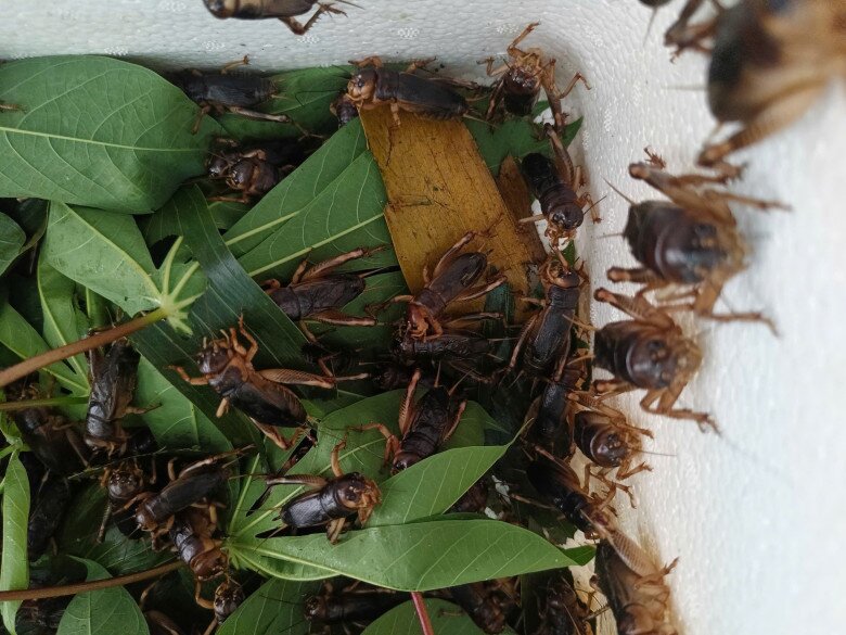 Loài vật nhìn đã rùng mình nay là đặc sản Đồng Nai dân sành ăn thích mê, cách săn bắt độc lạ chỉ dân chuyên biết - 2