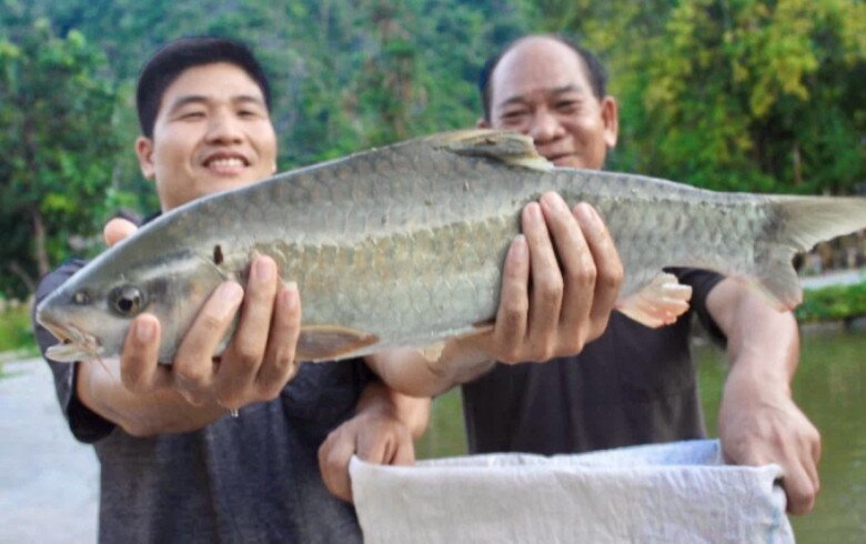 Loài cá &#34;vua&#34; là một trong &#34;ngũ quý hà thủy&#34; là đặc sản nức tiếng Hà Giang, nuôi mãi không lớn, 10 năm mới sinh sản - 2