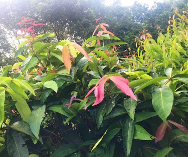 Loại lá tên như ngoài hành tinh lại là đặc sản Tây Ninh, cuốn với bánh tráng thì ngon không gì bằng! - 1