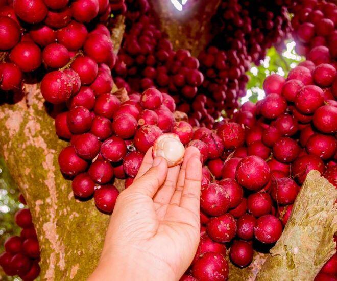 Loại quả màu đỏ mọc chi chít từ cành xuống thân là đặc sản Đắk Lắk, vị ngon ngọt ai ăn một lần là &#34;nghiện&#34; - 1