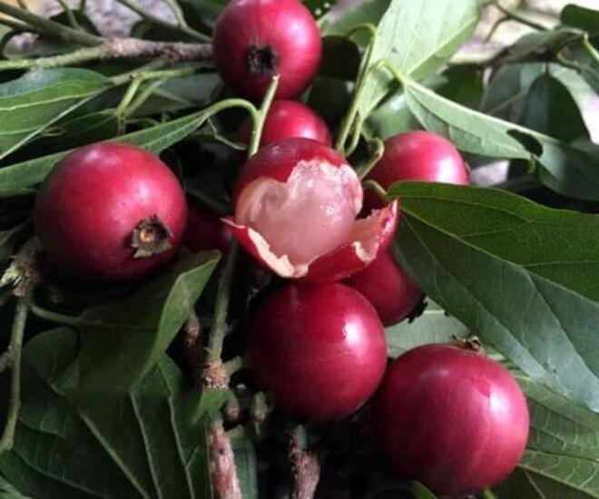 Trái lạ mọc dại trên rừng xưa rụng thối gốc không ai nhặt: Nay thành thức quà tuổi thơ, quả đỏ au nhìn siêu hấp dẫn - 1