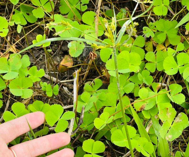 Thứ rau mọc bờ bụi phải nhổ bỏ như cỏ dại nay thành đặc sản chị em lùng mua, nấu canh cua thì ngon hơn "sơn hào hải vị" - 1