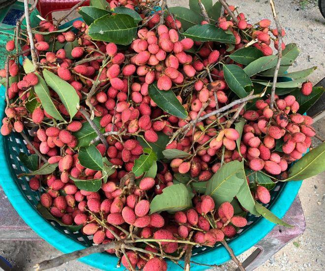 Thứ quả xưa chín đỏ au khắp rừng không ai thèm hái, nay thành đặc sản chị em nhìn đã &#34;rớt nước miếng&#34; - 1