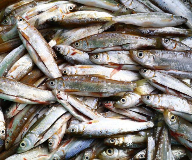 Loài cá bé bằng ngón tay xưa đầy phải đem cho lợn ăn, nay thành phơi khô thành đặc sản giá đến 300.000 đồng/kg - 1