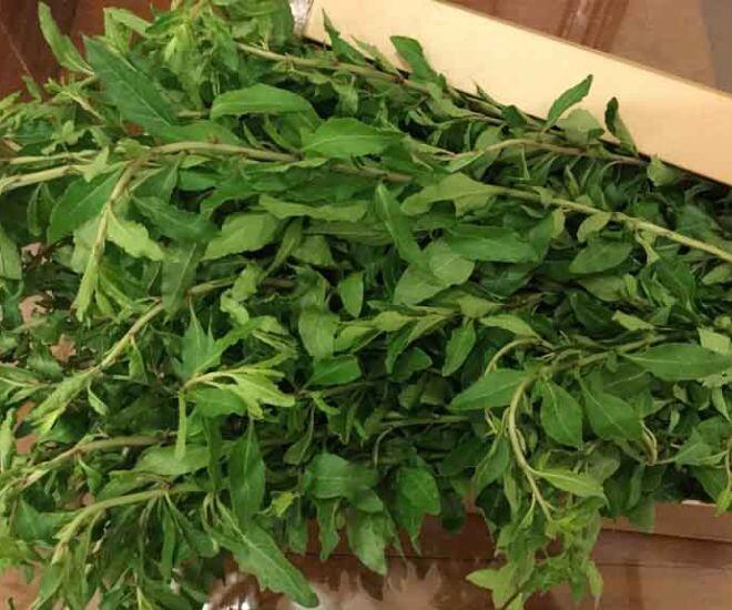 Loại rau xưa trồng ở bờ rào, bị xem như "rác" nay "lên đời" thành đặc sản Lào Cai, có tiền cũng khó mua - 1