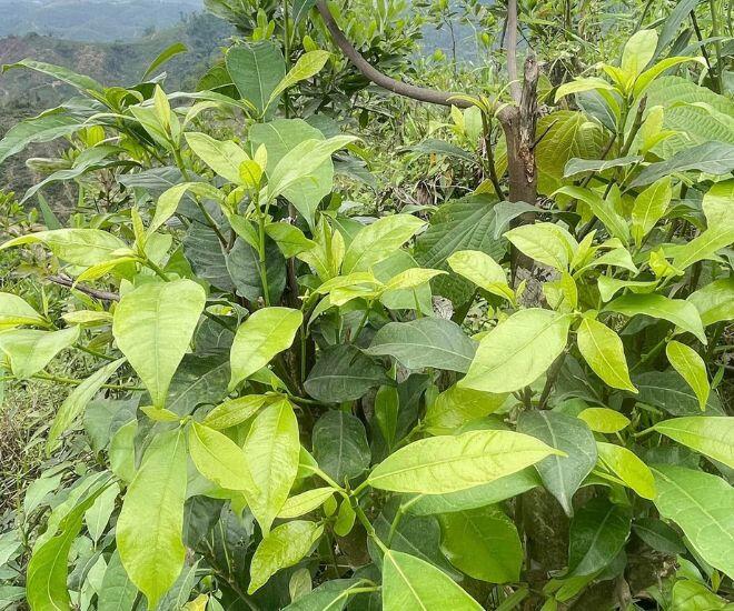 Thứ lá càng hái càng mọc, tưởng chỉ mọc dại trong rừng nay thành đặc sản xuất hiện ở nhà hàng nhờ vị ngọt bùi độc lạ - 1