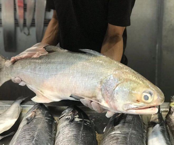 Loại cá quý hiếm ở Việt Nam, là đặc sản được ưa chuộng trong nhà hàng, nấu món gì cũng ngon đỉnh cao - 1