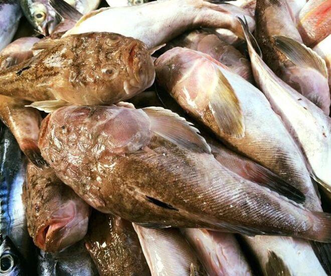 Loài cá có tên nghe đã thấy &#34;sang chảnh&#34; là đặc sản xưa chỉ để tiến vua, ngoại hình xấu &#34;đau đớn&#34; nhưng vị ngon vượt trội - 1