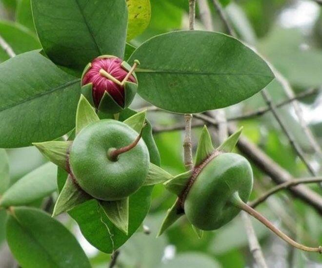 Loại quả nghe tên đã thấy "nghèo khó" là đặc sản chỉ người miền Tây biết, đem nấu món gì cũng ngon tuyệt đỉnh - 1