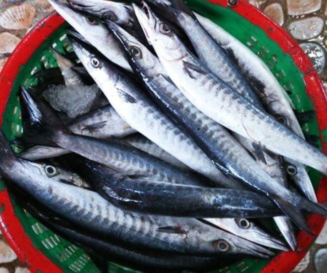 Loại cá nhọn hoắt có cái tên cực lạ chỉ ở Phú Quốc mới ngon nhất, gây nghiện bởi bị ngọt đậm tự nhiên hiếm có - 1