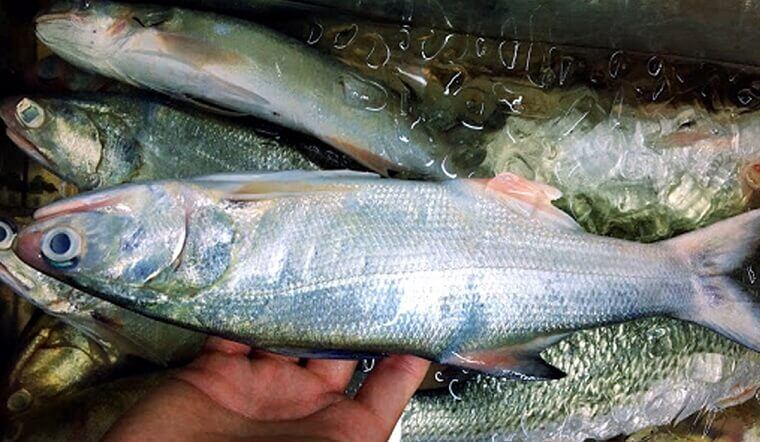 Loại cá quý hiếm ở Việt Nam, là đặc sản được ưa chuộng trong nhà hàng, nấu món gì cũng ngon đỉnh cao - 3