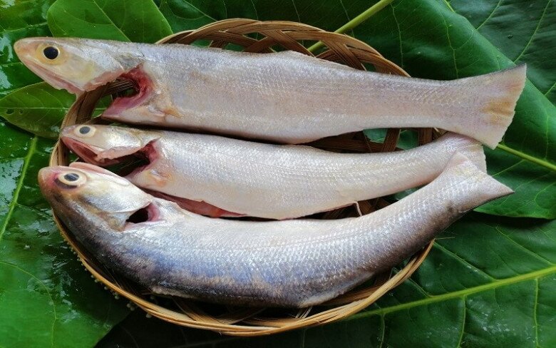 Loại cá quý hiếm ở Việt Nam, là đặc sản được ưa chuộng trong nhà hàng, nấu món gì cũng ngon đỉnh cao - 2