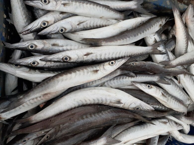 Loại cá nhọn hoắt có cái tên cực lạ chỉ ở Phú Quốc mới ngon nhất, gây nghiện bởi bị ngọt đậm tự nhiên hiếm có - 5