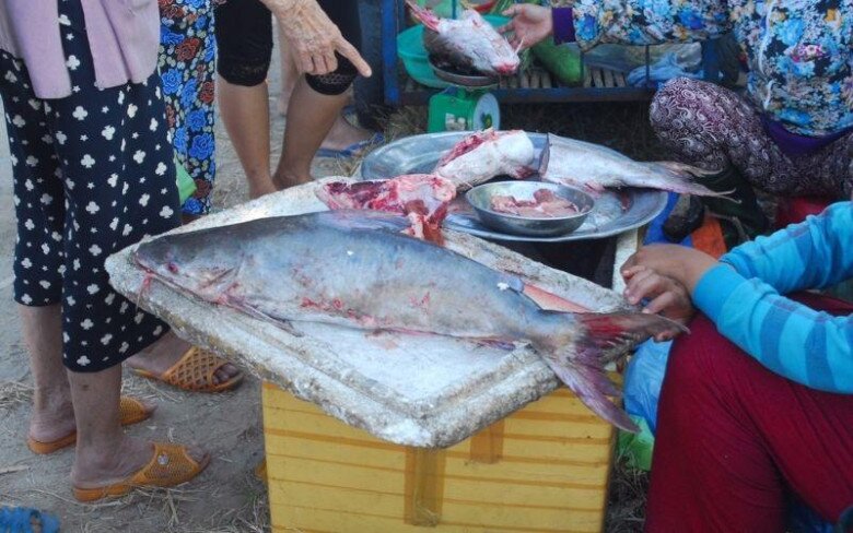 Loài cá có tên tưởng nhập khẩu nước ngoài thực chất là đặc sản Quảng Nam, ăn thử một lần nhớ cả đời - 3