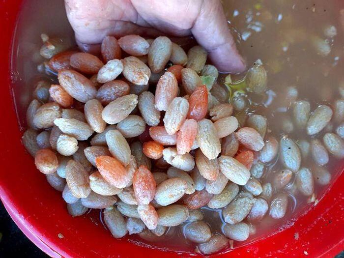 Loại quả xưa chỉ trồng làm cảnh rụng bỏ đi, nay chế biến thành đặc sản giá tới 200.000đ/kg cũng khó mà mua - 3