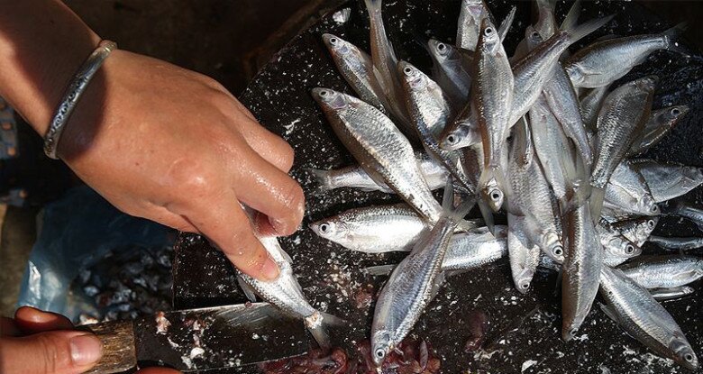 Loài cá bé bằng ngón tay xưa đầy phải đem cho lợn ăn, nay thành phơi khô thành đặc sản giá đến 300.000 đồng/kg - 3