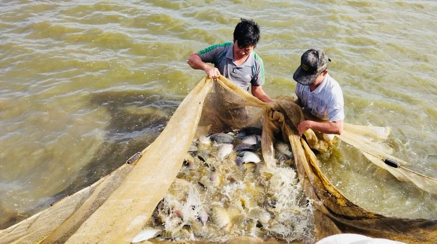 Loài cá chỉ có ở Tuyên Quang, nghe tên đã thấy "khổ" nhưng thịt lại đậm đà, nay siêu hiếm có tiền cũng khó mà mua - 4