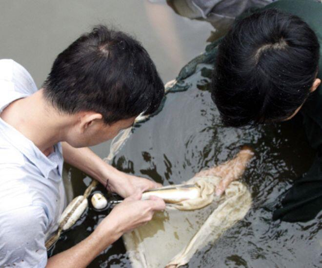 Loài cá chỉ có ở Tuyên Quang, nghe tên đã thấy "khổ" nhưng thịt lại đậm đà, nay siêu hiếm có tiền cũng khó mà mua - 3